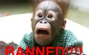 1211964782_banned-chimp